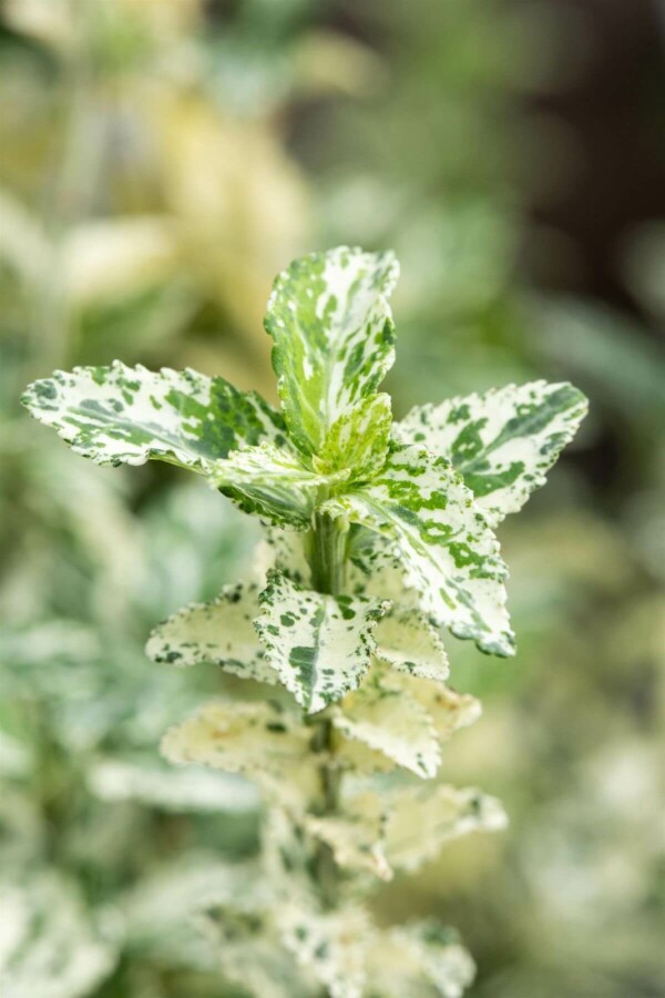 Kardinaalshoed Euonymus fortunei 'Silverstone' Struik 15-20 Pot P13 Euonymus fortunei 'Silverstone' struik 15-20 cm
