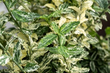 Kardinaalshoed Euonymus fortunei 'Silverstone' Struik 15-20 Pot P13 Euonymus fortunei 'Silverstone' struik 15-20 cm