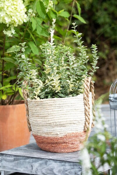 Euonymus fortunei 'Silverstone' P9 5-10