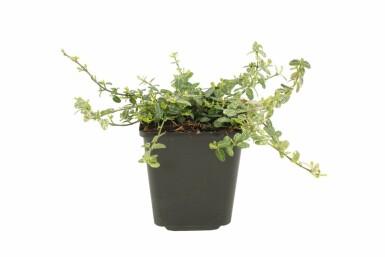 Euonymus fortunei 'Silverstone' P9 5-10