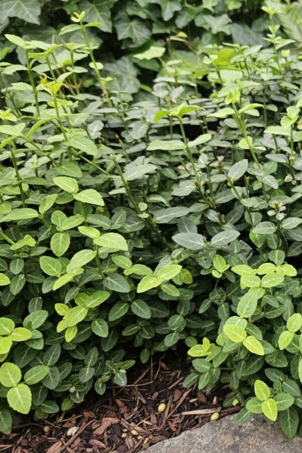 Japanse kardinaalsmuts Euonymus fortunei radicans Struik 5-10 Pot P9 Euonymus fortunei var. radicans struik 5-10 cm