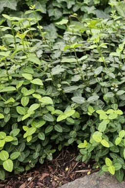 Japanse kardinaalsmuts Euonymus fortunei radicans Struik 5-10 Pot P9 Euonymus fortunei var. radicans struik 5-10 cm