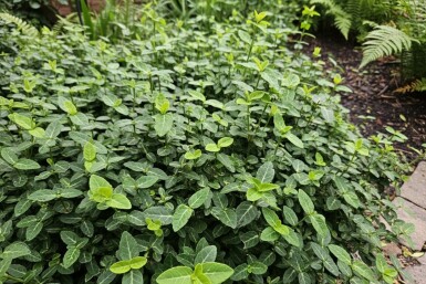 Euonymus fortunei var. radicans P9 5-10