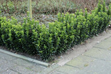 Japanse Kardinaalsmuts Euonymus Japonicus 'Green Spire' Struik 40-50 Pot C5 Euonymus japonicus 'Green Spire' struik 40-50 cm