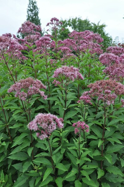 Koninginnekruid Eupatorium maculatum 'Atropurpureum' 5-10 Pot P9 Eupatorium maculatum 'Atropurpureum'