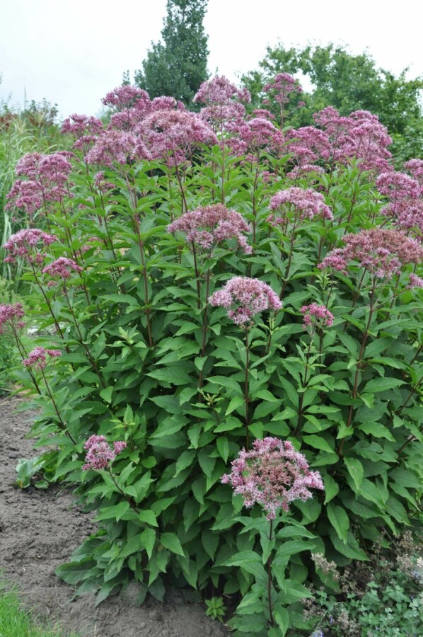 Koninginnekruid Eupatorium maculatum 'Atropurpureum' 5-10 Pot P9 Eupatorium maculatum 'Atropurpureum'
