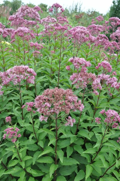 koninginnekruid-eupatorium-maculatum-atropurpureum-5-10-pot-p9