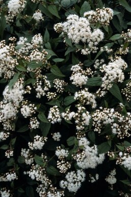 Koninginnekruid Eupatorium rugosum 'Chocolate' 5-10 Pot P9 Eupatorium rugosum 'Chocolate'