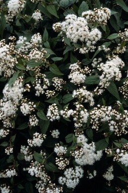 Koninginnekruid Eupatorium rugosum 'Chocolate' 5-10 Pot P9