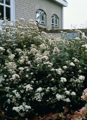 Koninginnekruid Eupatorium rugosum 'Chocolate' 5-10 Pot P9 Eupatorium rugosum 'Chocolate'