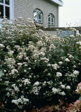 Koninginnekruid Eupatorium rugosum 'Chocolate' 5-10 Pot P9