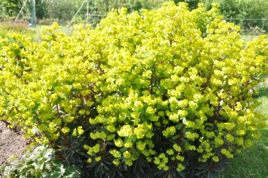 Amandelwolfsmelk Euphorbia amygdaloides 'Purpurea' 5-10 Pot P9