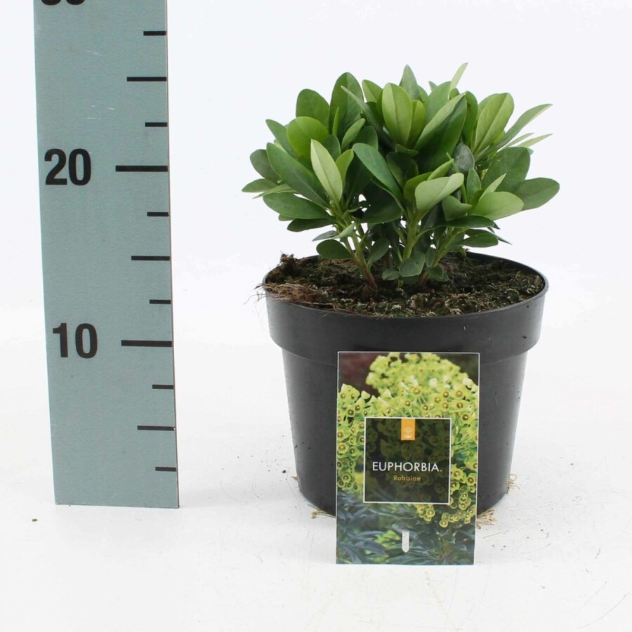 Wolfsmelk Euphorbia amygdaloides 'Robbiae' 10-15 Pot C2 Euphorbia amygdaloides 'Robbiae'