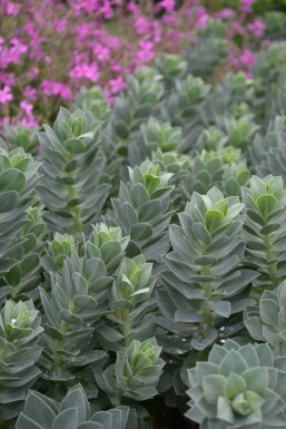 Wolfsmelk Euphorbia myrsinites 5-10 Pot P9 Euphorbia myrsinites