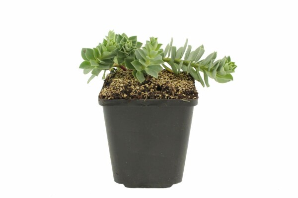 Wolfsmelk Euphorbia myrsinites 5-10 Pot P9