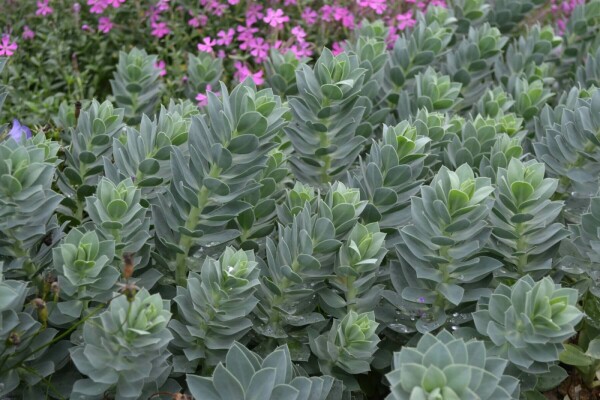 Wolfsmelk Euphorbia myrsinites 5-10 Pot P9