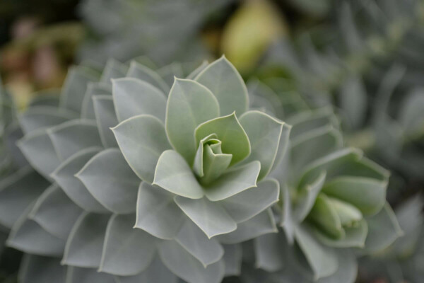 Wolfsmelk Euphorbia myrsinites 5-10 Pot P9