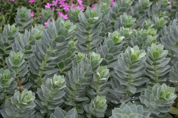 Wolfsmelk Euphorbia myrsinites 5-10 Pot P9