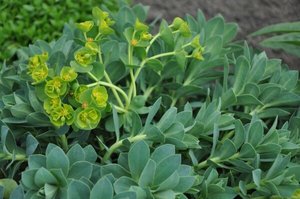 Wolfsmelk Euphorbia myrsinites 5-10 Pot P9