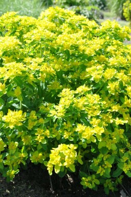 Wolfsmelk Euphorbia polychroma 5-10 Pot P9 Euphorbia polychroma