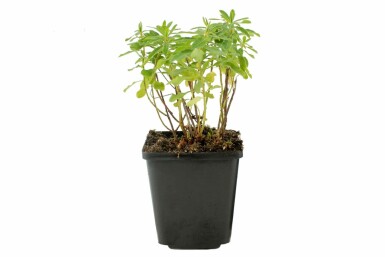 Wolfsmelk Euphorbia polychroma 5-10 Pot P9 Euphorbia polychroma