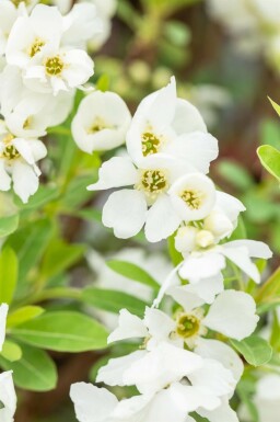 Parelstruik Exochorda racemosa 'Niagara' Struik 80-100 Pot C12 Exochorda racemosa 'Niagara' struik 80-100 cm