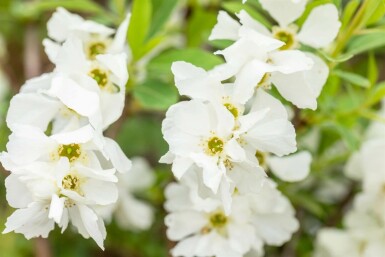 Parelstruik Exochorda racemosa 'Niagara' Struik 80-100 Pot C12 Exochorda racemosa 'Niagara' struik 80-100 cm