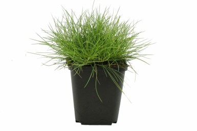 Zwenkgras Festuca gauteri 'Pic Carlet' 5-10 Pot P9