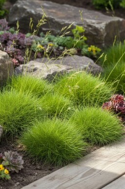 Zwenkgras Festuca gauteri 'Pic Carlet' 5-10 Pot P9 Festuca gauteri 'Pic Carlet'