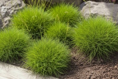 Zwenkgras Festuca gauteri 'Pic Carlet' 5-10 Pot P9 Festuca gauteri 'Pic Carlet'