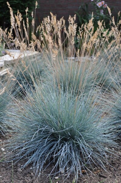Blauw schapengras Festuca glauca 'Elijah Blue' 10-15 Pot C2
