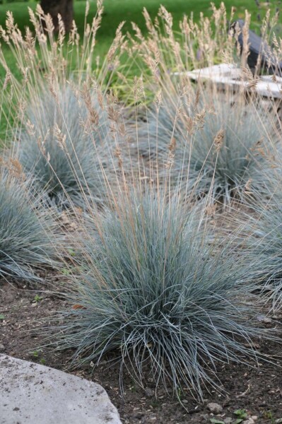 Blauw schapengras Festuca glauca 'Elijah Blue' 10-15 Pot C2