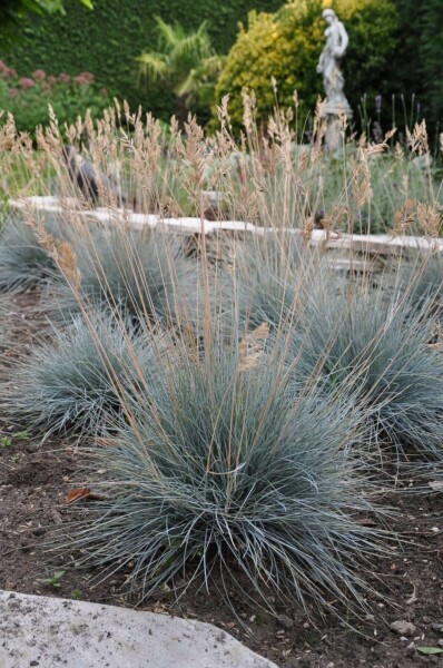Blauw schapengras Festuca glauca 'Elijah Blue' 5-10 Pot P9