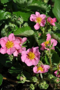 Sieraardbei Fragaria 'Lipstick' 5-10 Pot P9