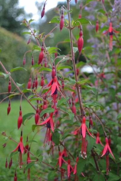 Bellenplant Fuchsia magellanica 'Gracilis' 5-10 Pot P9 Fuchsia magellanica 'Gracilis'