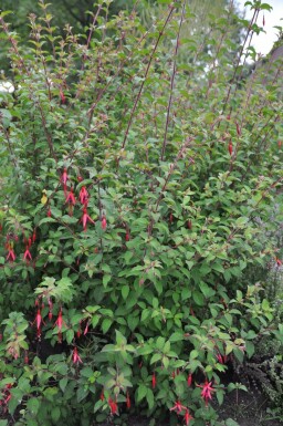 Bellenplant Fuchsia magellanica 'Gracilis' 5-10 Pot P9 Fuchsia magellanica 'Gracilis'