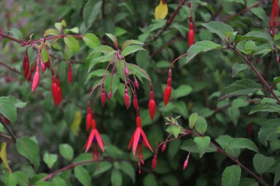 Bellenplant Fuchsia magellanica 'Gracilis' 5-10 Pot P9 Fuchsia magellanica 'Gracilis'
