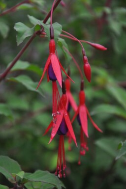 Bellenplant Fuchsia magellanica 'Gracilis' 5-10 Pot P9 Fuchsia magellanica 'Gracilis'