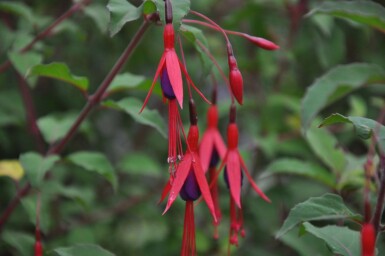 Bellenplant Fuchsia magellanica 'Gracilis' 5-10 Pot P9