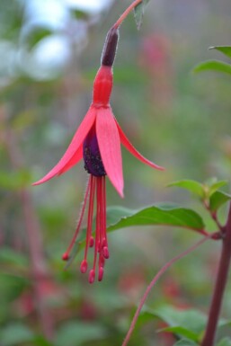 Bellenplant Fuchsia magellanica 'Gracilis' 5-10 Pot P9 Fuchsia magellanica 'Gracilis'