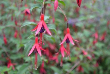 Bellenplant Fuchsia magellanica 'Gracilis' 5-10 Pot P9 Fuchsia magellanica 'Gracilis'