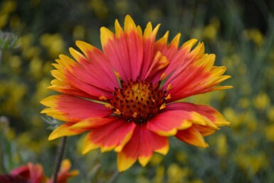 Kokardebloem Gaillardia 'Bijou' 5-10 Pot P9 Gaillardia 'Bijou'