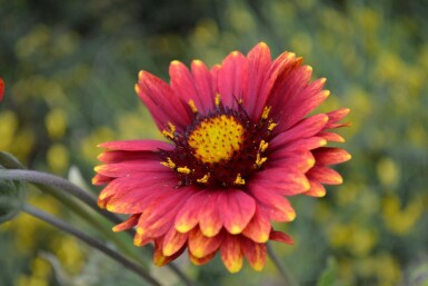 Kokardebloem Gaillardia 'Burgunder' 5-10 Pot P9 Gaillardia 'Burgunder'