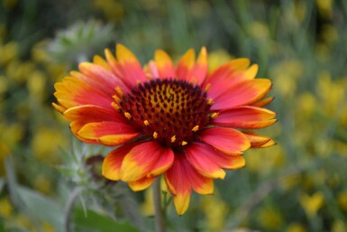 Kokardenbloem Gaillardia 'Kobold' 5-10 Pot P9 Gaillardia 'Kobold'