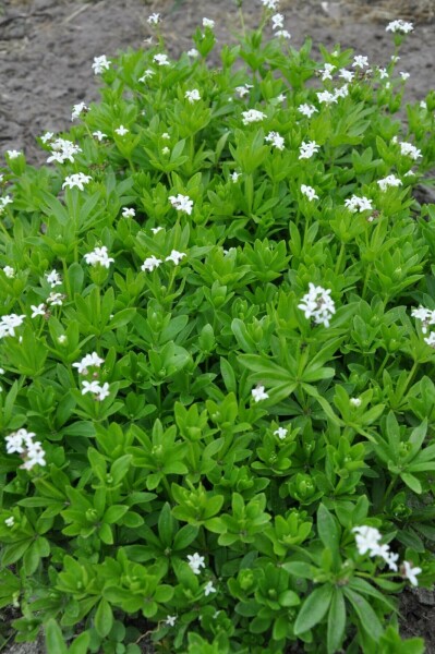Lievevrouwebedstro Galium odoratum 10-15 Pot C2 Galium odoratum