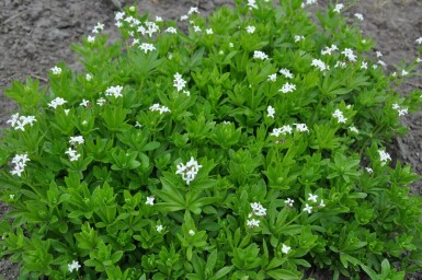 Lievevrouwebedstro Galium odoratum 10-15 Pot C2 Galium odoratum