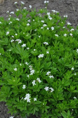 Lievevrouwebedstro Galium odoratum 10-15 Pot C2 Galium odoratum
