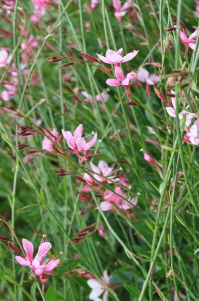 Prachtkaars Gaura lindheimeri 'Siskiyou Pink' 10-15 Pot C2 Gaura lindheimeri 'Siskiyou Pink'