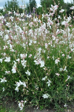 Prachtkaars Gaura lindheimeri 'Whirling Butterflies' 5-10 Pot P9