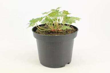 Ooievaarsbek Geranium 'Johnson's Blue' 10-15 Pot C2 Geranium 'Johnson's Blue'